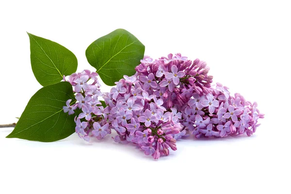 Branche Fleurs Lilas Avec Des Feuilles Sur Fond Blanc — Photo