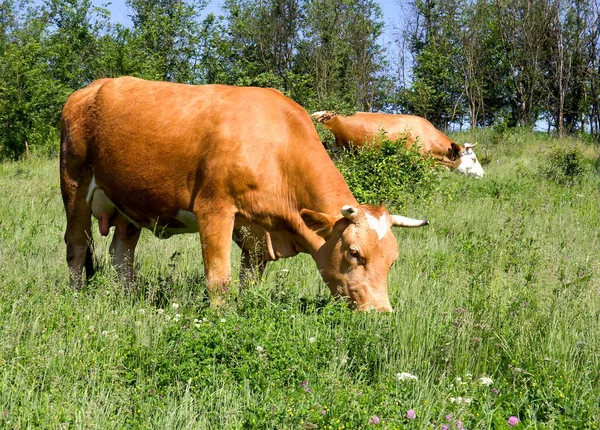 Vache Rouge Brune Dans Herbe Sur Prairie Verte — Photo