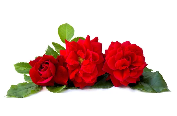 Červené Růže Detailní Bílém Pozadí — Stock fotografie