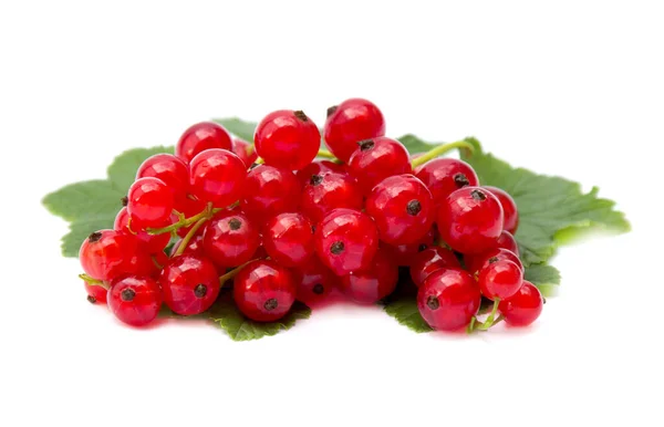 Ribes Rosso Foglie Verdi Sfondo Bianco — Foto Stock