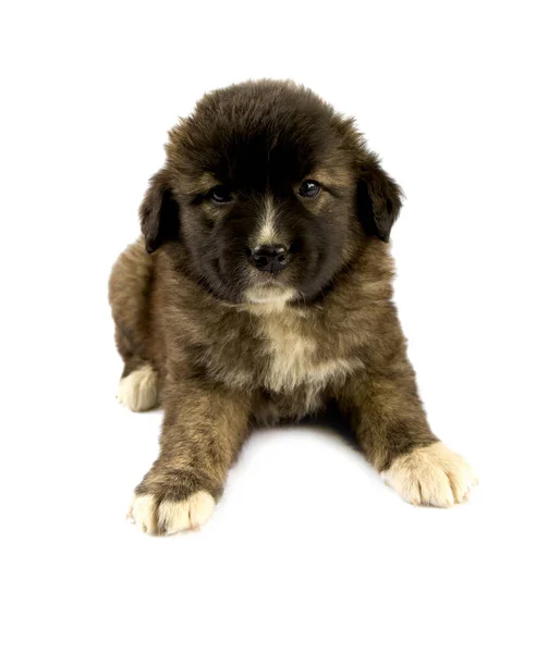 Beyaz Arka Planda Sevimli Kahverengi Köpek Yavrusu — Stok fotoğraf