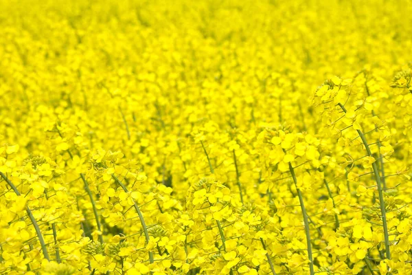 Желтые Цветы Полевой Рапс Поле Летом — стоковое фото