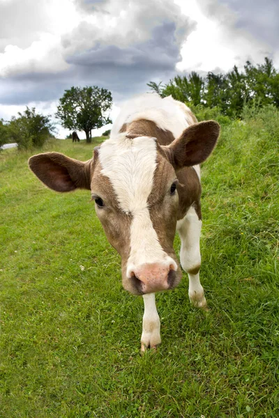 Veau Brun Blanc Dans Herbe Sur Prairie Été — Photo