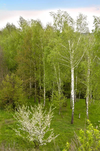 Зеленые Березы Леса Лугом Весной — стоковое фото