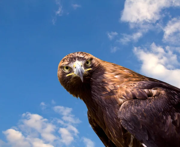 青空を背景に金色の鷲 — ストック写真