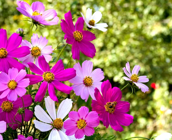Růžový Kosmos Květ Rozmazané Zelené Zahradě Pozadí — Stock fotografie