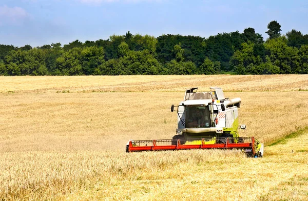 Combine Harvesting Wheat Field Summer — Stock Photo, Image