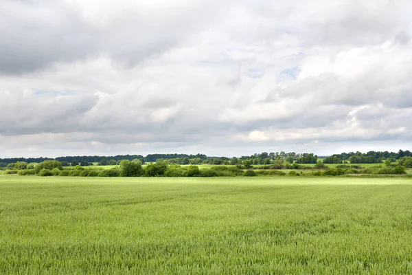 Зеленые Колосья Пшеницы Поле Период Созревания Начале Лета — стоковое фото