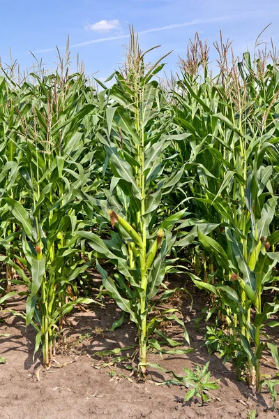 Green Corn Field Summer — Stock Photo, Image