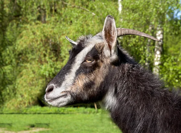 Chèvre Sur Prairie Verte Été Gros Plan — Photo