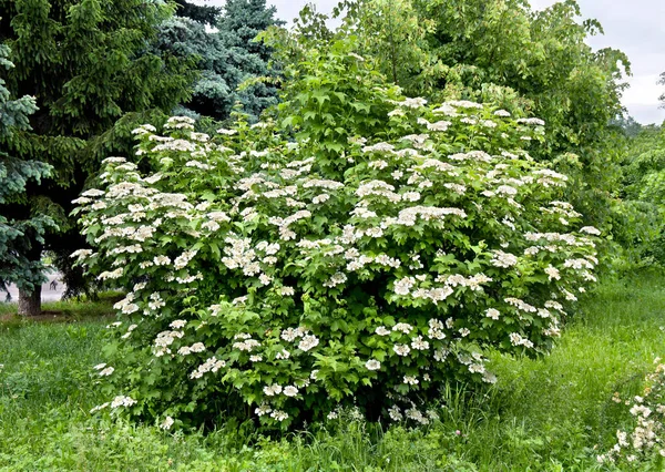 Viburnum Opulus Virágzó Fehér Virágok Kertben Tavasszal — Stock Fotó