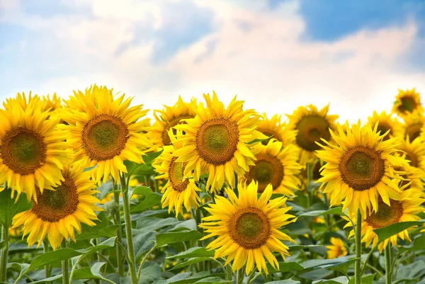 Feld Der Gelben Blumen Sonnenblumen Sommer — Stockfoto
