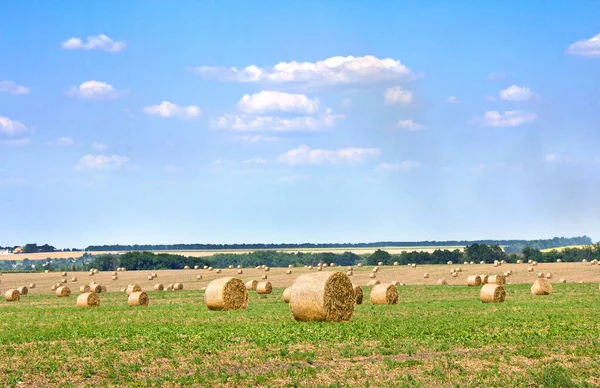 Campo Con Fardos Paja Guisantes Después Cosecha —  Fotos de Stock