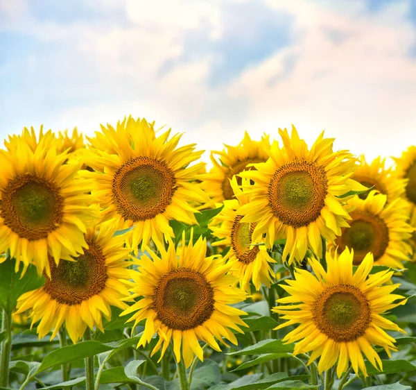 Feld Der Gelben Blumen Sonnenblumen Sommer — Stockfoto