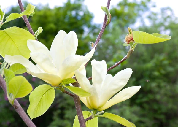 Magnolia Branco Flores Amarelas Jardim Primavera — Fotografia de Stock