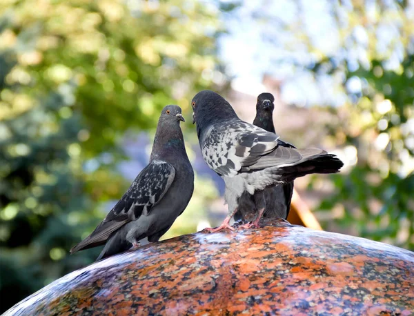 한물이 비둘기들 — 스톡 사진