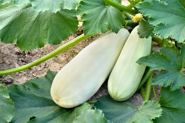 Hojas Frutas Calabacín Huerta —  Fotos de Stock