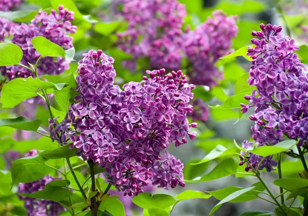 Las Flores Color Lila Rama Jardín Primavera —  Fotos de Stock