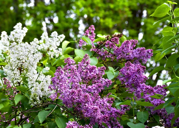 Flieder Blüht Frühling Zweig Garten — Stockfoto