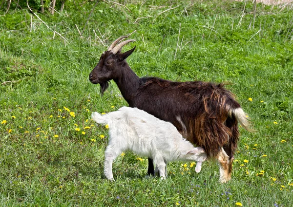 Capra Che Alimenta Bambino Con Latte Nel Prato — Foto Stock