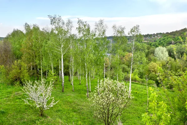 Brzozowy Las Kwitnąca Jabłoń Wierzba Wiosną — Zdjęcie stockowe