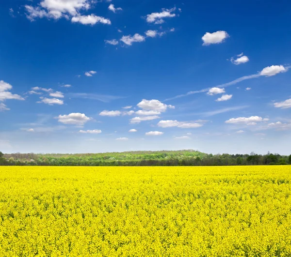 Весенний Пейзаж Желтым Рапсовым Полем Голубым Небом — стоковое фото