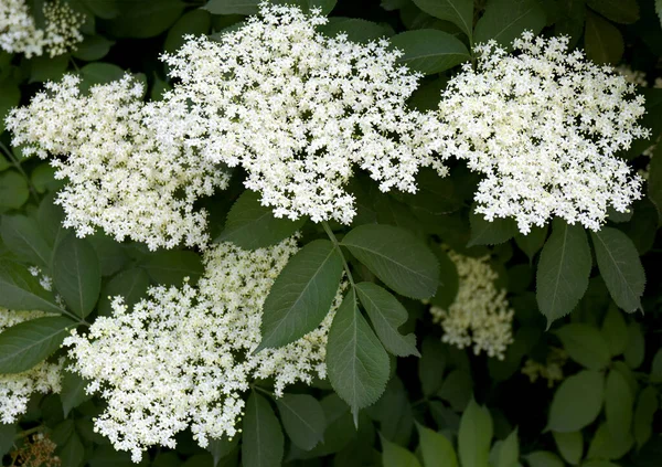 Kwiat Bzu Czarnego Ogrodzie Sambucus Nigra — Zdjęcie stockowe