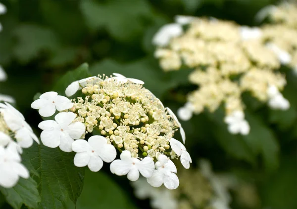 Ανθισμένα Λευκά Λουλούδια Viburnum Στον Κήπο — Φωτογραφία Αρχείου