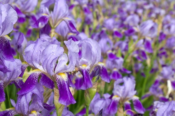 Fiori Viola Iris Iris Germanica Primavera Giardino — Foto Stock