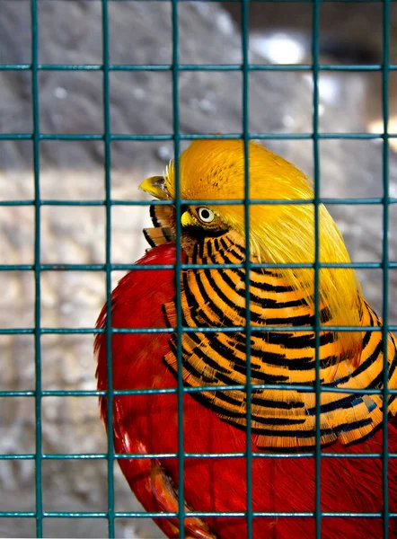 Pássaro Faisão Dourado Chrysolophus Pictus Atrás Das Grades — Fotografia de Stock