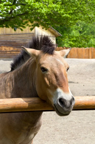 스키의 희귀하고 위기에 야생마 Equus Przewalskii 아종이다 — 스톡 사진