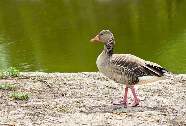 Anser Anser Greylag Gęś Brzegu Jeziora — Zdjęcie stockowe