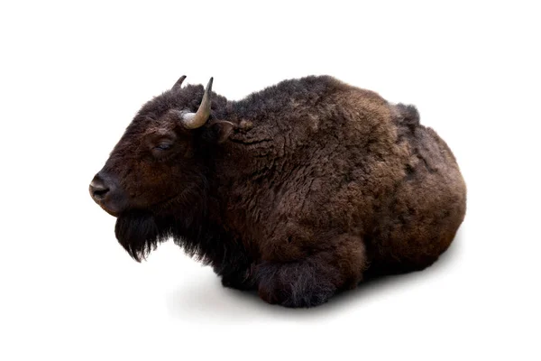 Lying Big Brown Bison White Background — Stock Photo, Image