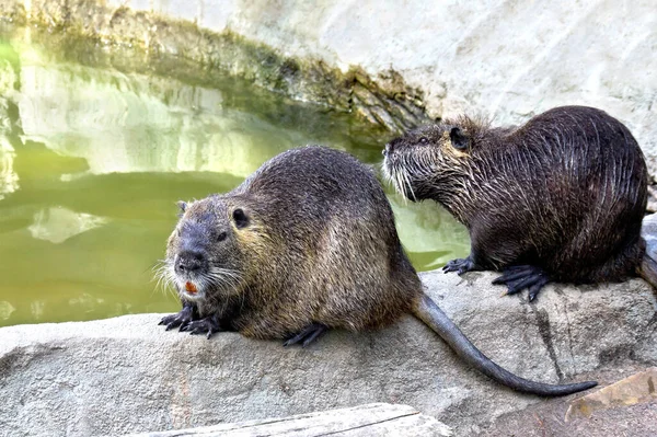 Kıyıdaki gölde bir ceviz ailesi (coypu)