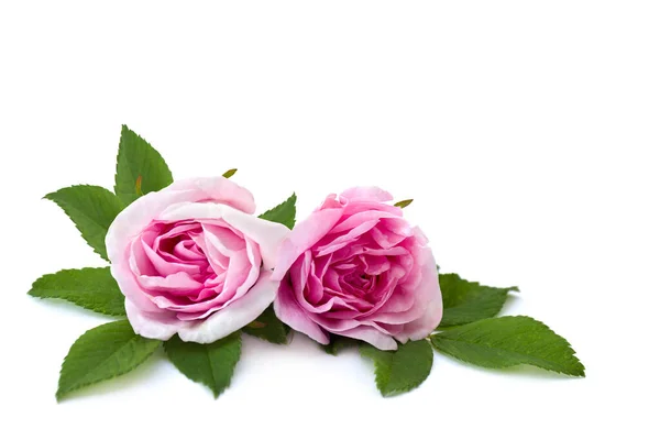 Hermoso Ramo Rosas Rosadas Sobre Fondo Blanco Con Espacio Para —  Fotos de Stock