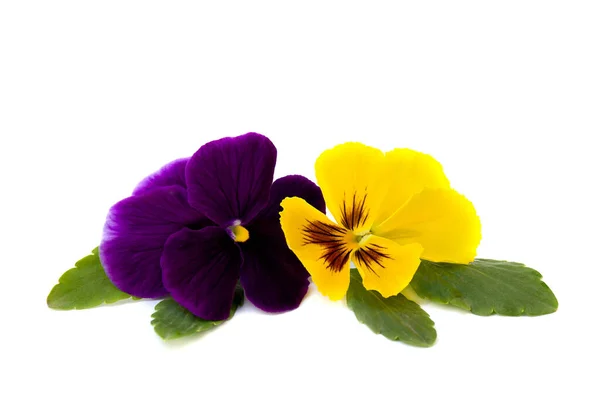 Pansies Yellow Violet Flowers White Background — Stock Photo, Image