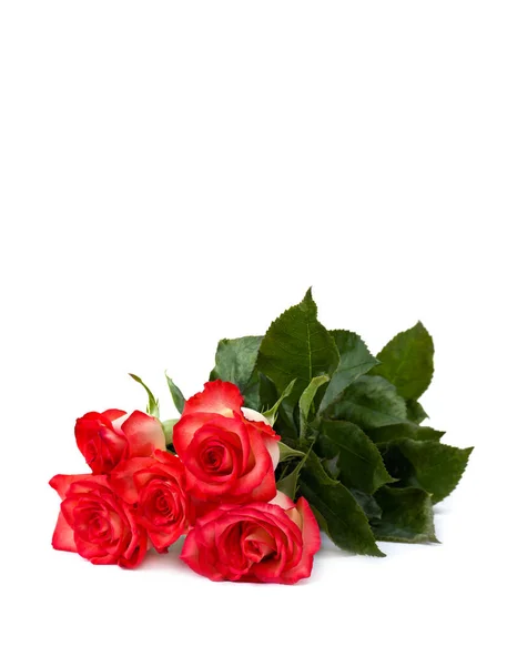 Krásná Kytice Červené Růže Pupeny Bílém Pozadí Prostorem Pro Text — Stock fotografie