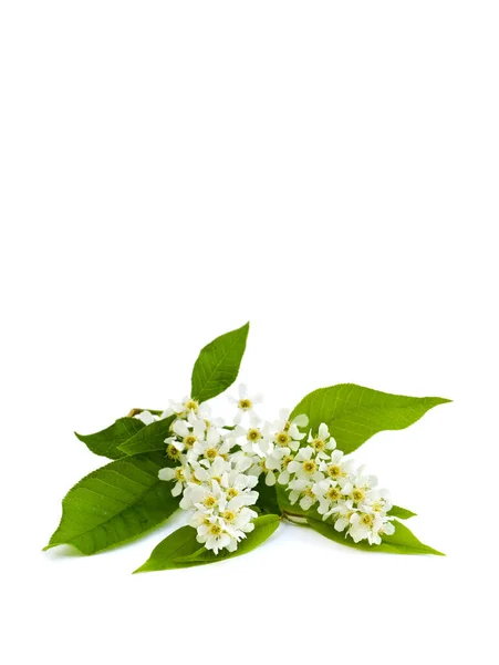 Flores Blancas Cerezo Pájaro Prunus Padus Sobre Fondo Blanco Con — Foto de Stock