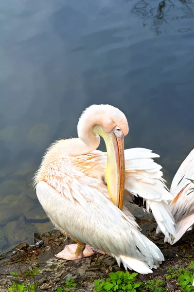 Grand Pélican Rose Pelecanus Onocrotalus Sur Rive Lac — Photo