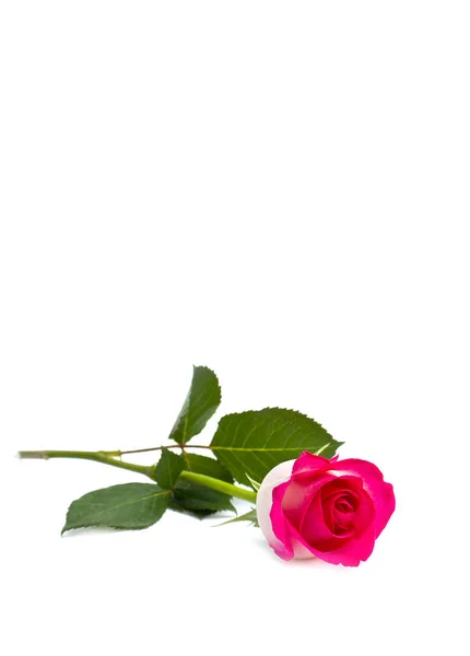 Schöne Rosa Rose Auf Weißem Hintergrund Mit Platz Für Text — Stockfoto