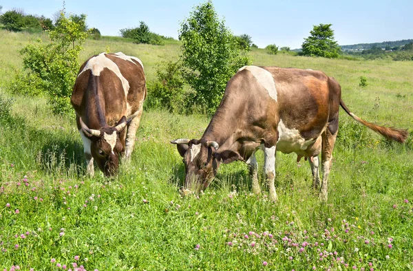 Vaches Brunes Sur Prairie Verte Été — Photo