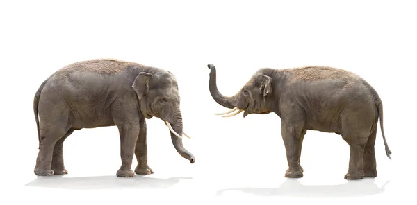 Asijský Slon Elephas Maximus Bílém Pozadí — Stock fotografie
