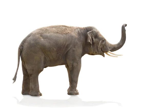 Elefante Asiático Elephas Maximus Sobre Fundo Branco — Fotografia de Stock