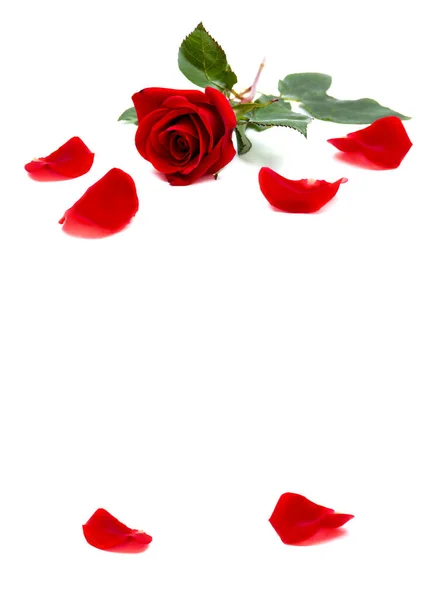 Czerwona Róża Płatki Białym Tle Miejscem Tekst — Zdjęcie stockowe
