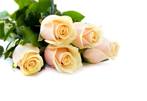 Crema Rose Fiori Con Foglie Sfondo Bianco Con Spazio Testo Foto Stock