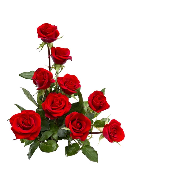 Piękny Bukiet Czerwone Róże Pąki Białym Tle Miejscem Tekst Zdjęcie Stockowe