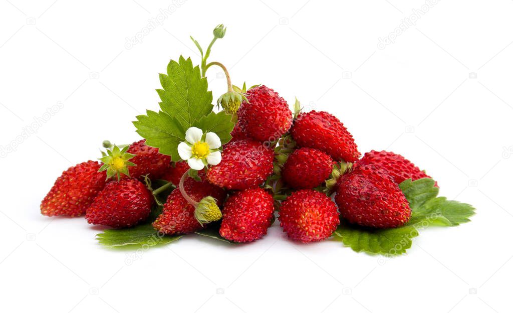 Wild red strawberry berries, leaf and flowers on a white background