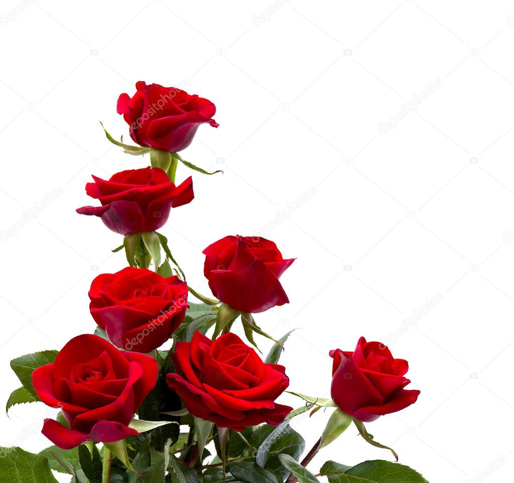 Bouquet red roses on white background with space for text