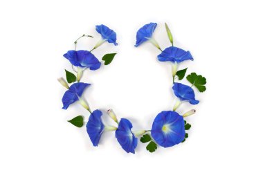 Mavi çiçekli bir çerçeve olan Ipomoea (bindweed, ay çiçeği, sabah zaferleri) beyaz bir arkaplanda yazı için yer açmaktadır. Üst manzara, düz uzanma