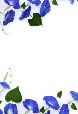 Mavi çiçekli bir çerçeve olan Ipomoea (bindweed, ay çiçeği, sabah zaferleri) beyaz bir arkaplanda yazı için yer açmaktadır. Üst manzara, düz uzanma